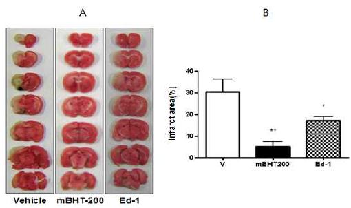 The effect of mBHT on brain infarction in rats administrated with mBHT or Edaravone after disease onset.