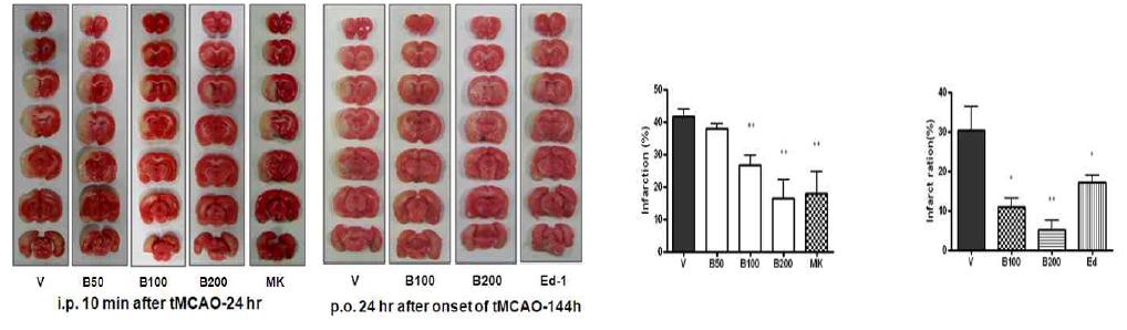 mBHT, MK801, Edaravone의 뇌경색 억제효과 비교