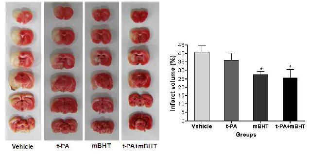 mBHT와 t-PA의 병용투여에 의한 뇌경색 억제효과 비교