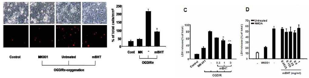 Neuroprotective effect of mBHT on NMDA-induced cell apoptosis in primary neuronal cells