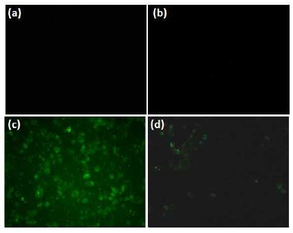 Effects of mBHT on immunofluorescence localisation of ROS formation.