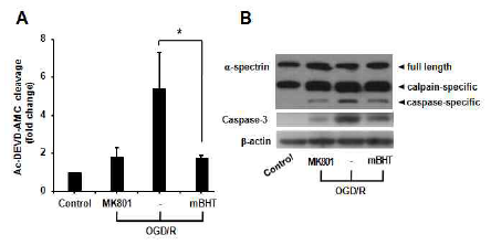 Effect of mBHT on caspase-3 activity in NMDA-induced cell apoptosis