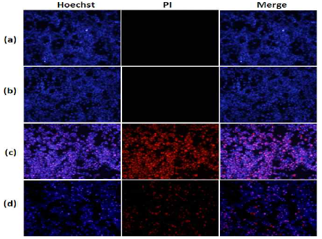 Effects of mBHT on apoptosis/necrosis after OGDR.