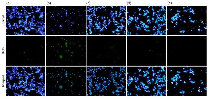 Effects of mBHT on immunofluorescence localization of ROS formation and nuclear chromatin.