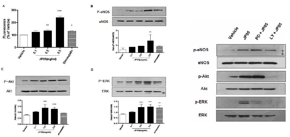 mBHT enhances the NO generation and the phosphorylations of the eNOS, Akt and ERK in bEnd.3 cells.