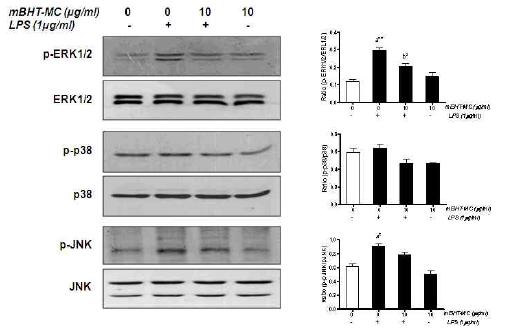 Effect of mBHT-MC on MAPK molecules phophorylation in LPS-stimulated microglia.