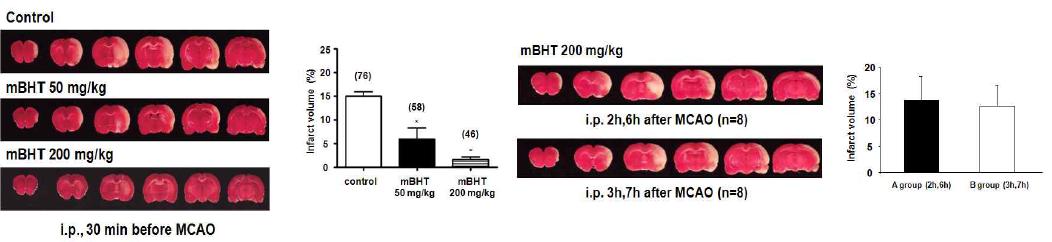 mBHT는 전처리, 복강투여 시 뇌경색의 부피를 감소시킴.