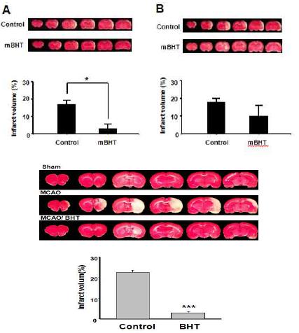 mBHT 경구투여 시 뇌경색을 감소시킴.