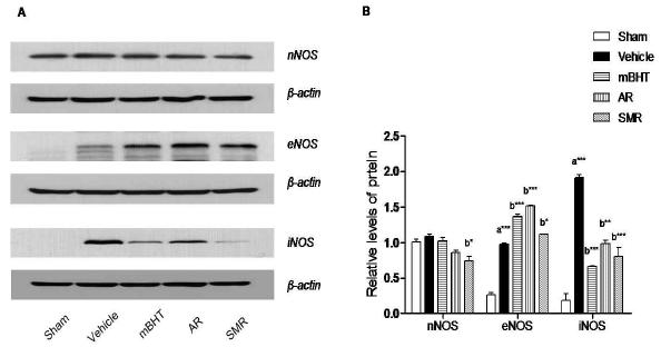 Effects of the mBHT, AR and SMR on the expressions of NOS isoforms in ischemic hemisphere.