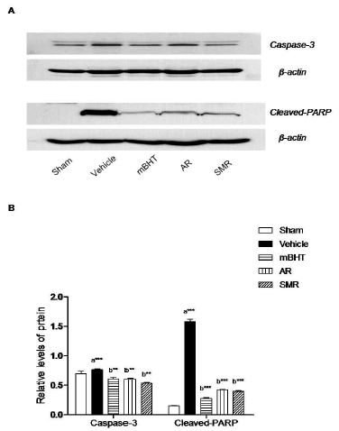 Effects of the mBHT, AR and SMR on the expressions of apoptotic molecules in ischemic hemisphere.