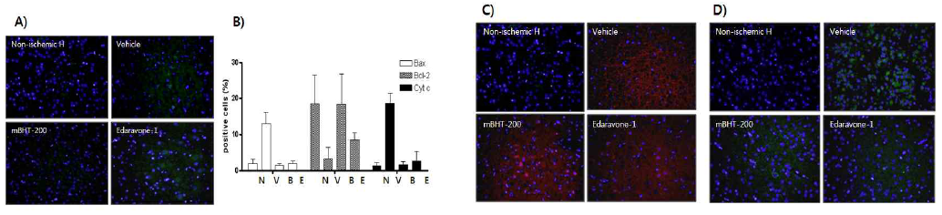 Immunofluorescent analysis of bax, bcl-2 and cytochrome c in ischemic hemisphere after tMCAO-144 h.