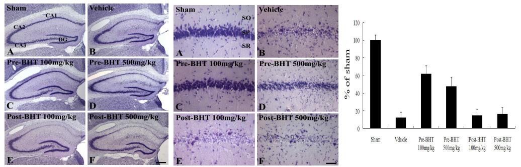 Neuroprotective effect of mBHT against global ischemic injury on hippocampus pyramidale neuronal cell death of gerbil brains (Crystal violet staining)