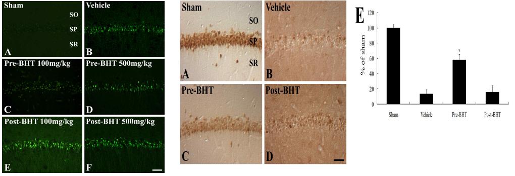 Neuroprotective effect of mBHT against global ischemic injury on hippocampus pyramidale neuronal cell death of gerbil brains