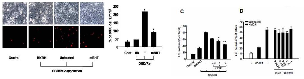 Neuroprotective effect of mBHT on NMDA-induced cell apoptosis in primary neuronal cells