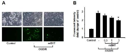 Effect of mBHT on ROS generation in NMDA- induced cell apoptosis