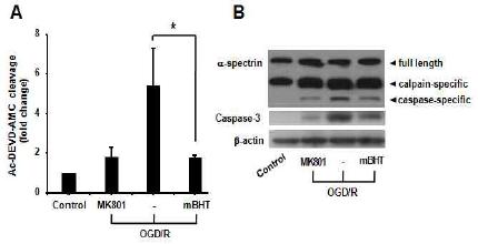 Effect of mBHT on caspase-3 activity in NMDA-induced cell apoptosis