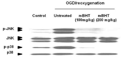 Effect of mBHT on OGD/reoxygemation-induced phosphorylation of MAPK molecules in neuronal cells