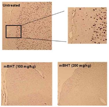 Effect of mBHT on OGD/reoxygemation-induced c-fos expression in neuronal cells