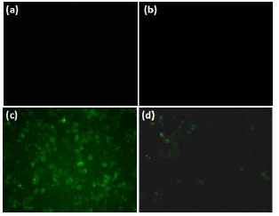 Effects of mBHT on immunofluorescence localisation of ROS formation.