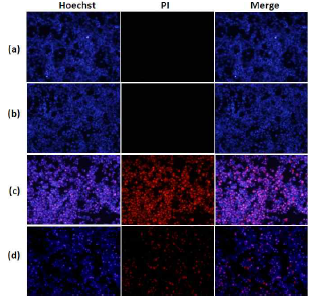 Effects of mBHT on apoptosis/necrosis after OGDR.