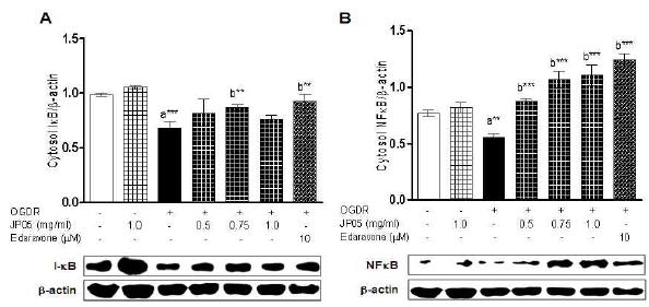 Effects of mBHT on OGDR-induced NF-κB and I-κBα expression in the cytosol of N2a cells.