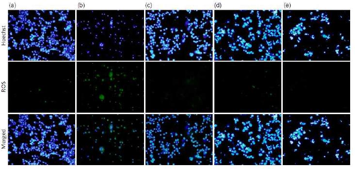 Effects of mBHT on immunofluorescence localization of ROS formation and nuclear chromatin.