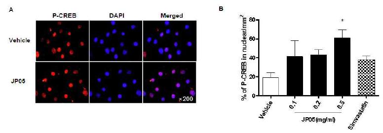 mBHT induces the expression of p-CREB in the nuclear of bEnd.3 cells.