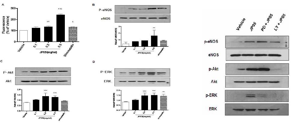 mBHT enhances the NO generation and the phosphorylations of the eNOS, Akt and ERK in bEnd.3 cells.