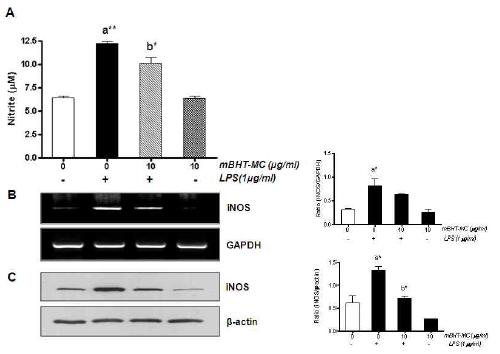 Effect of mBHT-MC on nitrite and iNOS induction in LPS-stimulated microglia.