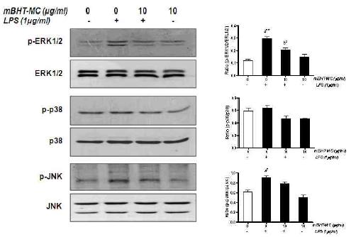 Effect of mBHT-MC on MAPK molecules phophorylation in LPS-stimulated microglia.