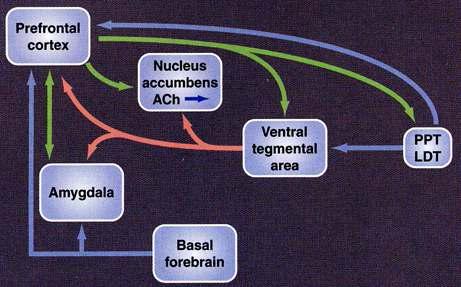 니코틴 의존 관련 주요 뇌 영역 과 신경전달 회로. 도파민; red, 글루타민산; green, 아세틸콜린; blue. PPT; pedunculopontine nucleus, LDT; lateral dorsal tegmentum.