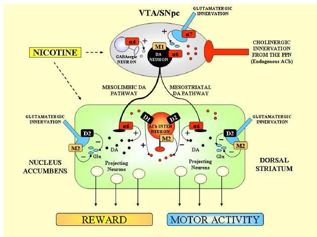 니코틴 신호전달체계와 도파민 시스템간의 상호 작용