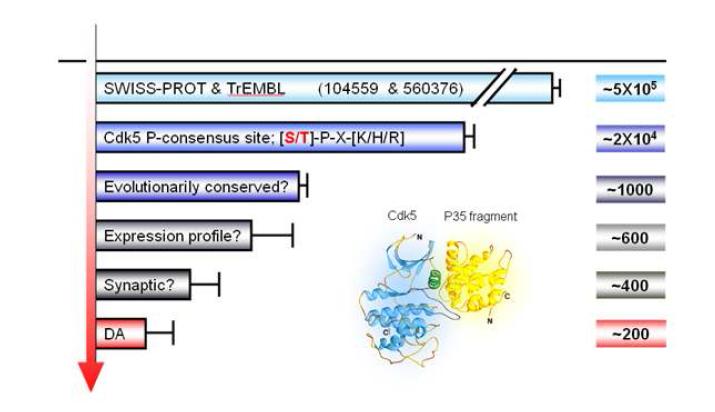 잠재적 Cdk5 기질을 찾기 위한 Bioinformatics screening