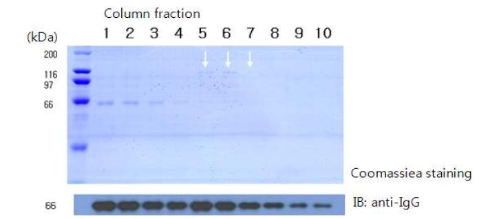 Peptide column을 이용한 인산화 특이적 항체 분리