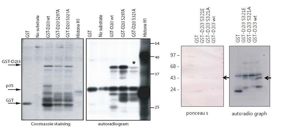 In vitro kinase assay를 통한 D2i3의 인산화 확인