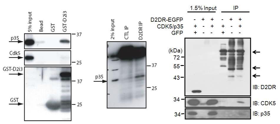 D2i3와 Cdk5/p35의 상호 작용 및 세포 수준에서의 복합체 형성