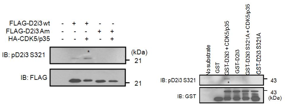 인산화 특이적 항체를 이용한 Western blotting