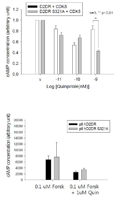 Cdk5에 의한 D2DR의 기능 변화