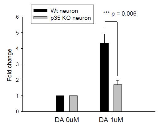 p35 KO neuron에서의 도파민 반응성 변화