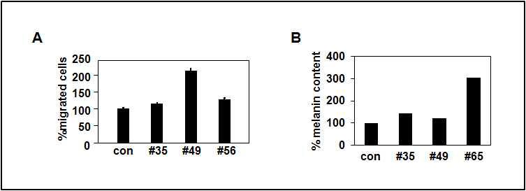 선별된 천연물에 의한 멜라노마 세포의 세포 이동성 및 멜라닌 합성 조절
