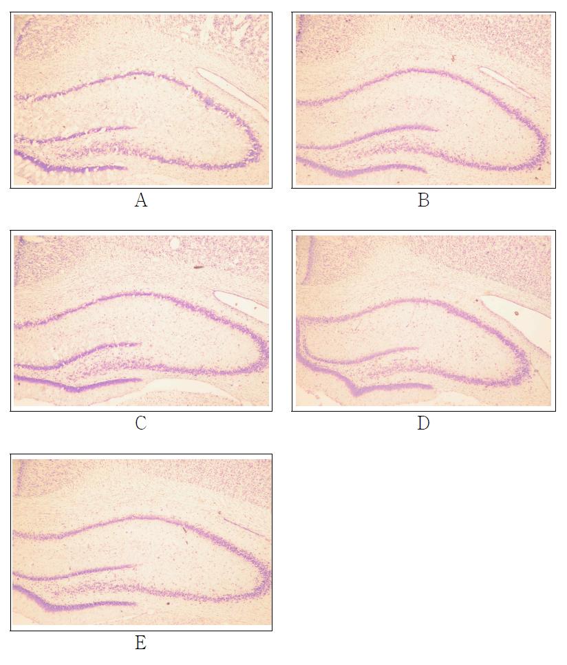 Representive microphotographs of coronal sections in the hippocampal CA1