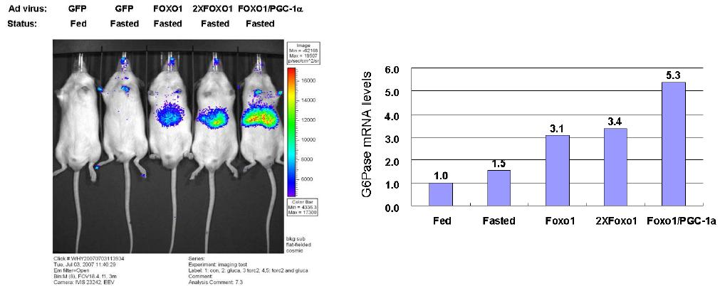 In vivo imaging에 의한 FOXO1/PGC-1a의 IRE activity 조절