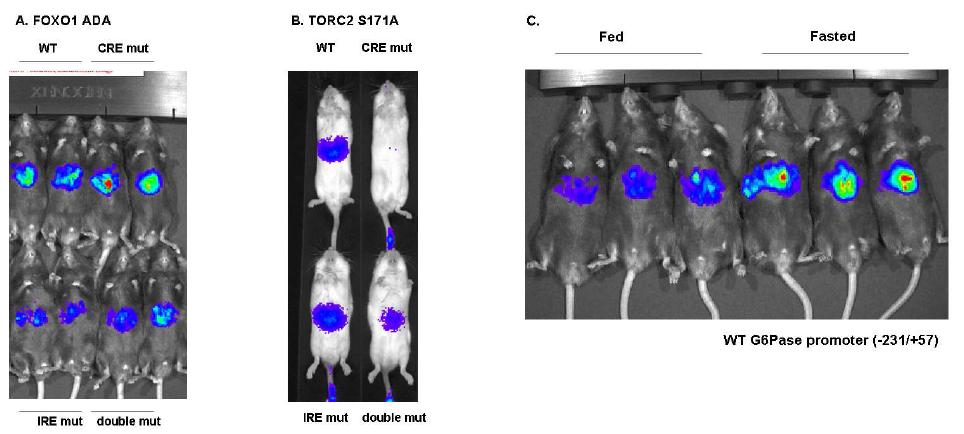 (A)(B): Ad G6Pase luc 아데노바이러스의 mouse liver에서의 constitutively activeFoxo1(Foxo1-ADA) adenovirus(A) 및 constitutively active TORC2(TORC2 S171A) adenovirus(B)에 대한 response를 관찰함.