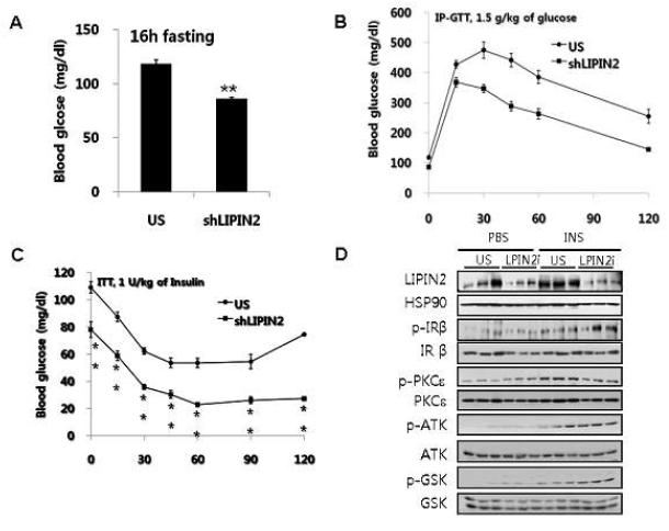 Lipin2 knockdown에 따른 간에서의 insulin sensitivity 개선 A-C.