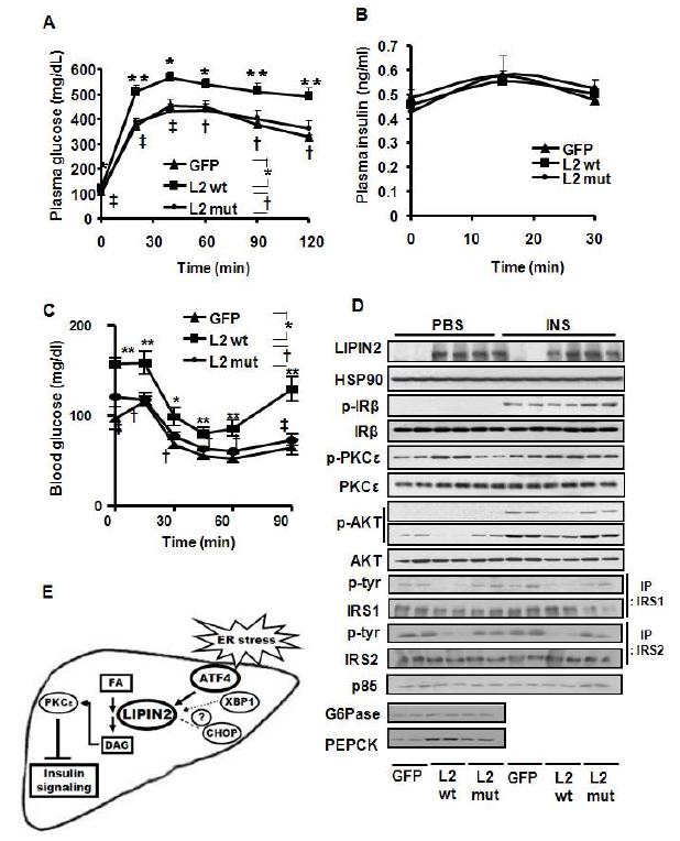 Lipin2 과발현에 따른 간에서의 인슐린 저항성 촉진 A-C.