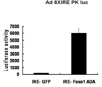 Ad 6XIRE PK luc 아데노바이러스의 primaryheptocytes에서의 constitutively active Foxo1(Foxo1-ADA) adenovirus에 대한 response를 관찰함.