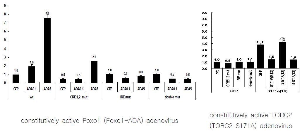 Ad G6Pase luc 아데노바이러스의 primary heptocytes에서의 constitutively active Foxo1(Foxo1-ADA) adenovirus 및 constitutively active TORC2 (TORC2 S171A)adenovirus에 대한 response를 관찰함