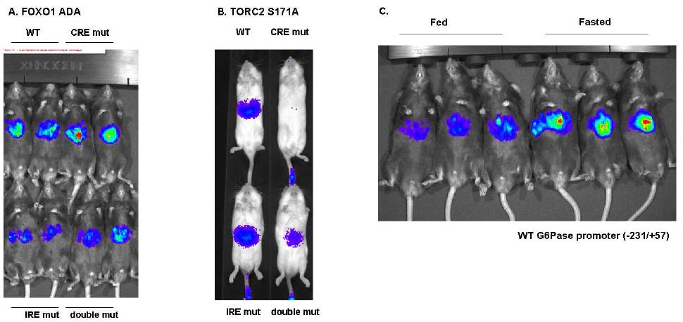 (A)(B) : Ad G6Pase luc 아데노바이러스의 mouse liver에서의 constitutively active Foxo1(Foxo1-ADA) adenovirus(A) 및 constitutively active TORC2(TORC2 S171A) adenovirus(B)에 대한 response를 관찰함.