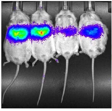 Optical in vivo imaging를 이용하여 SMEKknocdown에 따른 CRE 활성 변화를 생체내에서 확인함.