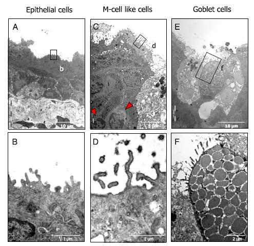 Mand goblet cells on the nictitating membrane of conjunctiva following eyedrop vaccination.